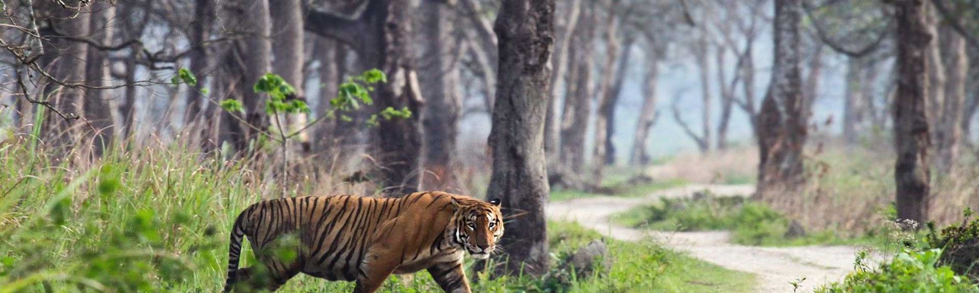 Ranthambore - Tourism Spot in India