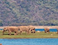 rajaji national park safari booking
